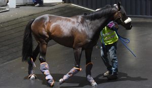 International horses arrive at Werribee