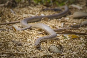 Snake season heats up