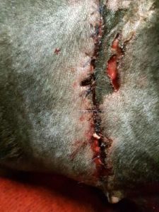 Passersby step in during dog attack