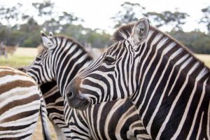 Werribee Zoo’s $84 million upgrade