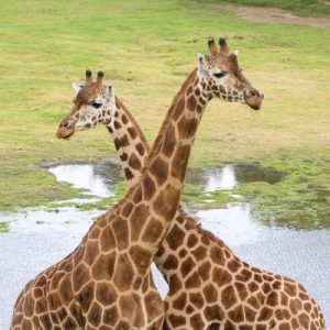 High demand for zoo tickets