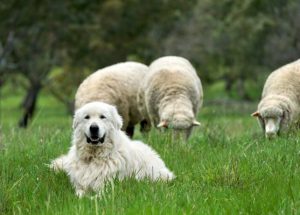 Guardians of bandicoots