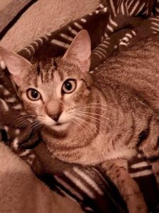 Vet calls for cats to be vaccinated