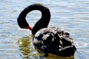 Sanctuary Lakes in spotlight