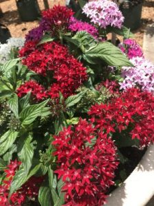 Take away and delivery-only love this Valentine’s Day