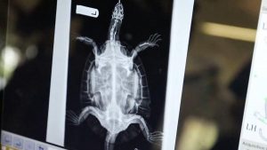 Young Barron free to swim again