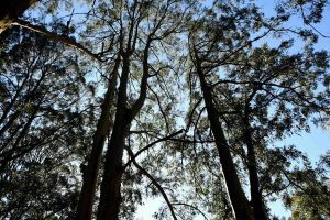 Park upgrades hit milestone