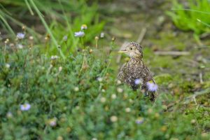 Endangered birds released into the wild
