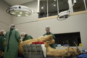 U-Vet service concerns