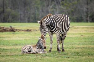 Baby zebra ‘thriving’