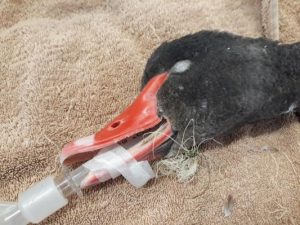 Swan saved after swallowing rubbish