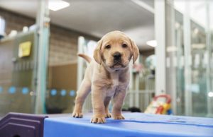 Community supports puppy appeal