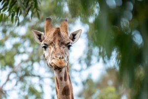Mealtime fun for zoo’s tallest connoisseurs