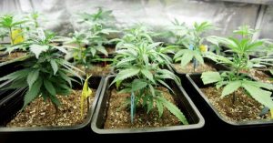 Massive cannabis haul