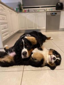 Wyndham community calendar