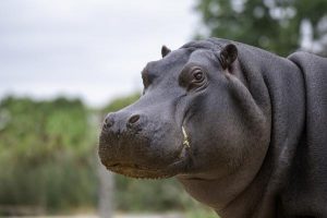 Enthusiasm galore as Werribee Open Range Zoo reopens to visitors
