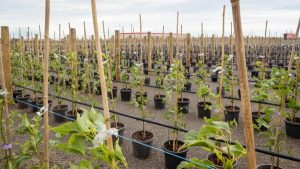 Avalon’s green gig