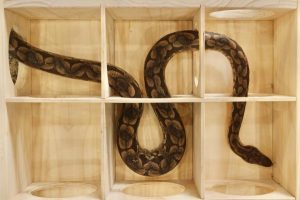 A-maze-ing new snake activity