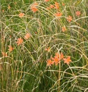 Funding to help tackle weeds