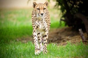 Cheetah learns to take check-ups in her stride