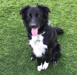 Bourdain’s a bouncy, beautiful dog