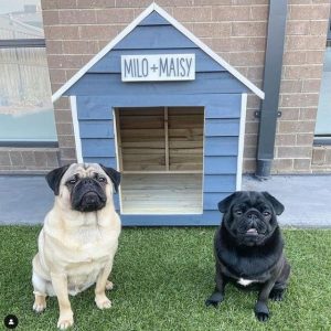 Milo and Maisy, dogs of Truganina