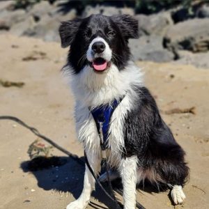 Jasper’s jolly life