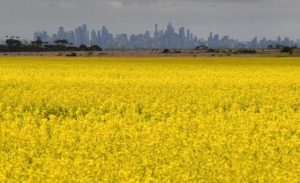 Severe thunderstorm warning