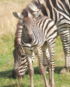 Baby zebra born at Werribee Open Range Zoo
