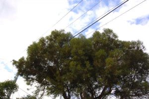 Vegetation management near overhead powerlines