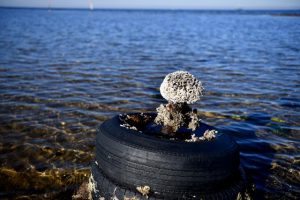 Same, again for Werribee South