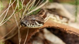 Reptiles get five-star treatment at Werribee Zoo