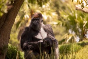 Call out to support wild gorillas in APE-ril