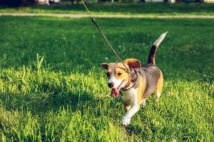 Council seeking dog owner feedback