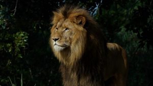 Werribee zoo welcomes Sheru