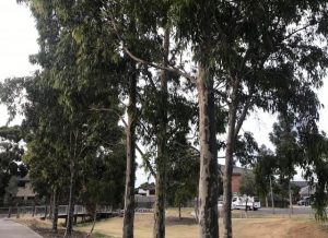 More trees for western suburbs
