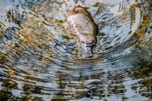 Platypus groups to present survery findings
