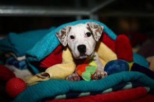 Holiday Inn hosts drive for animals