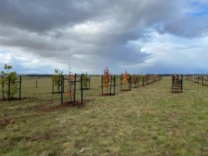 Tree trial takes place in Wyndham