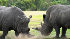 Rhinos go wild for new scents at Werribee Open Range Zoo