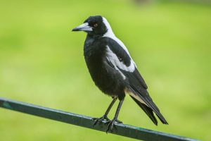 Magpie season swoops in