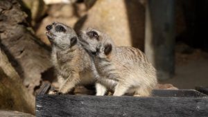 Meerkats step-up to embrace new healthcare device at Werribee Open Range Zoo