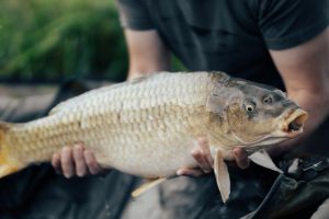 Community encouraged to Catch a Carp