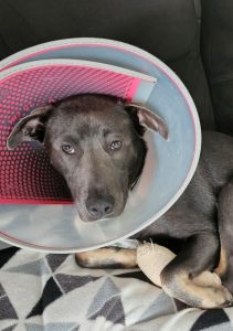 A-paw-ling incident leaves dog injured