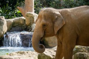 New fence for elephants