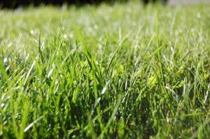 Vegetation overgrowth sprouts up around Wyndham