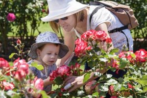 State rose show rescheduled