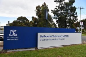 U-Vet staff feel ‘disposable’
