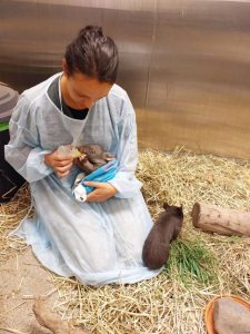 Wild wombat waddles to wonderful recovery