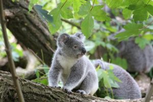 Sponsor a koala this festive season